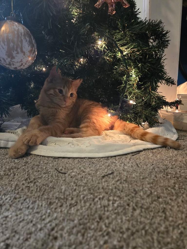 ASlan, an adopted Domestic Short Hair in Pocatello, ID image 2/4