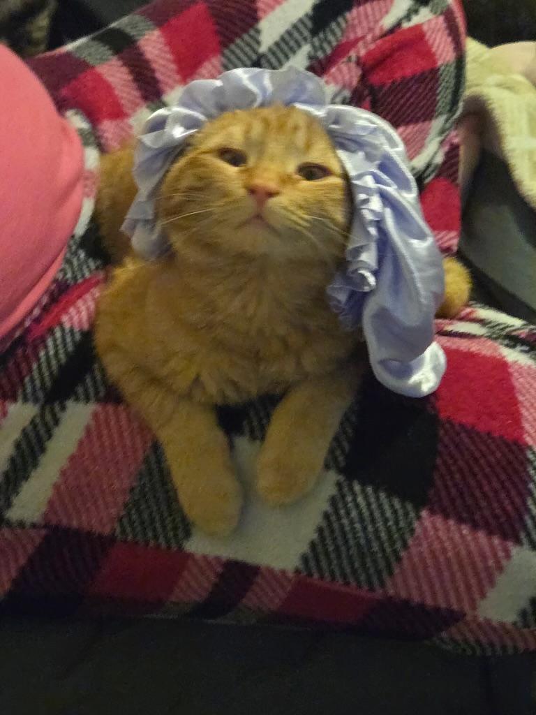 ASlan, an adopted Domestic Short Hair in Pocatello, ID image 3/4