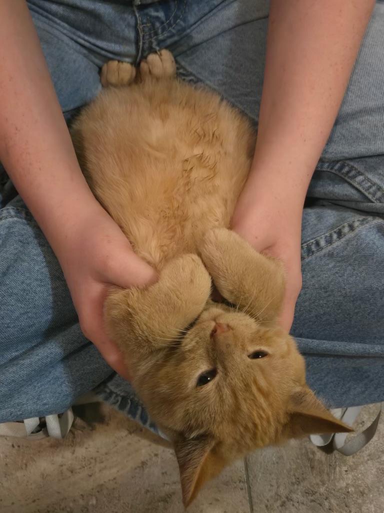 ASlan, an adopted Domestic Short Hair in Pocatello, ID image 4/4