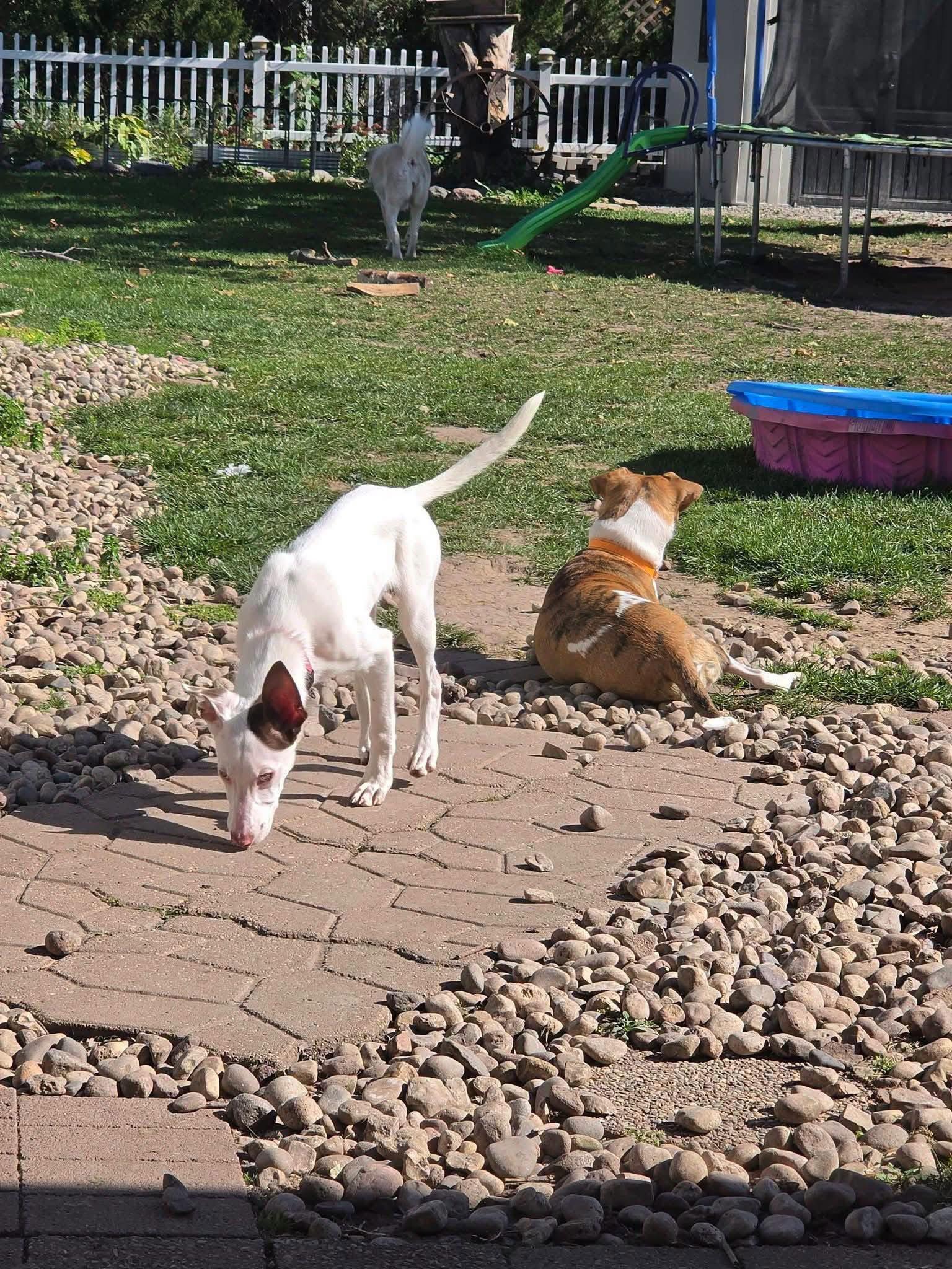 Enlarge Tilly, a Adoptable Australian Shepherd in New London, WI image 3/3