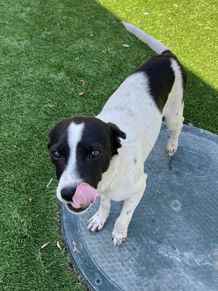 Weezer, Adopted, Young Male Terrier.