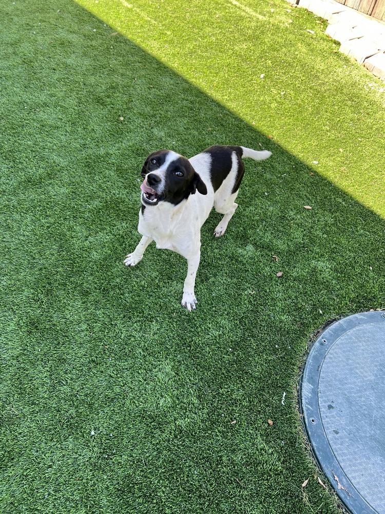 Enlarge Weezer, a Adopted mixed breed in Oakdale, CA image 2/3