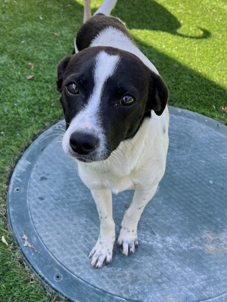 Enlarge Weezer, a Adopted mixed breed in Oakdale, CA image 3/3