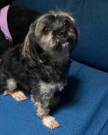 Cleveland, Adopted, Adult Male Yorkshire Terrier.