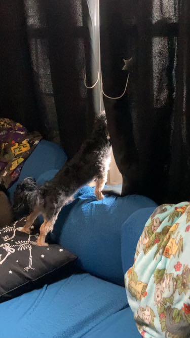 Enlarge Cleveland, a Adopted mixed breed in Furlong, PA image 2/3