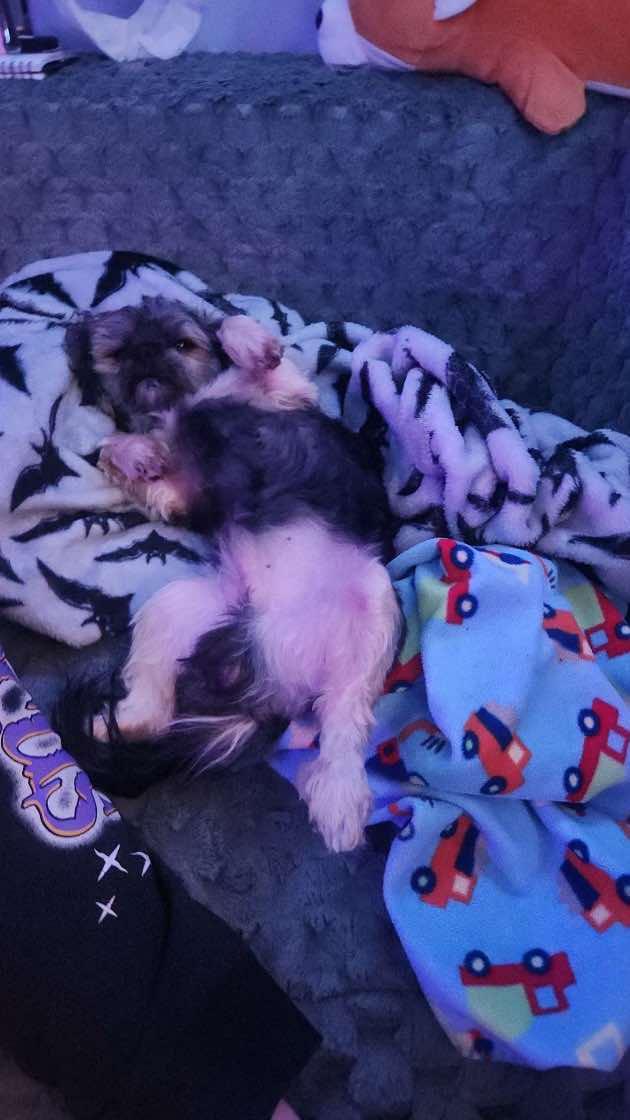 Enlarge Cleveland, a Adopted mixed breed in Furlong, PA image 3/3