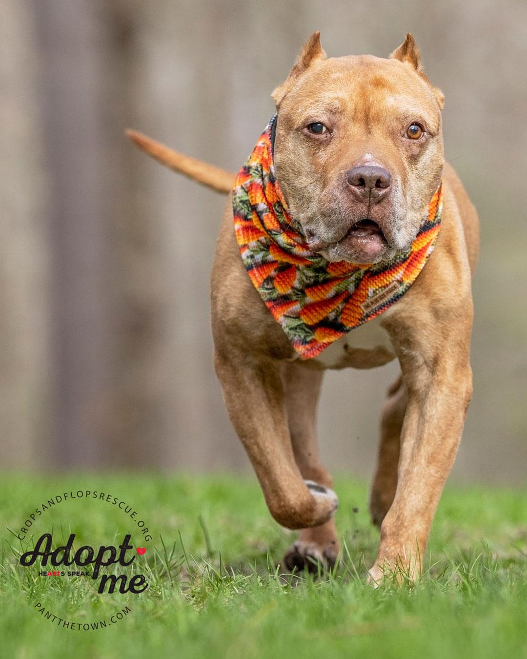 Mr. Wonderful, Adoptable, Senior Male Pit Bull Terrier.