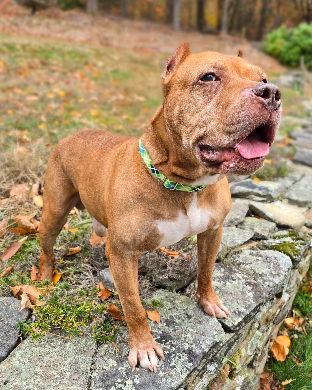 Mr. Wonderful, Adoptable, Senior Male Pit Bull Terrier.