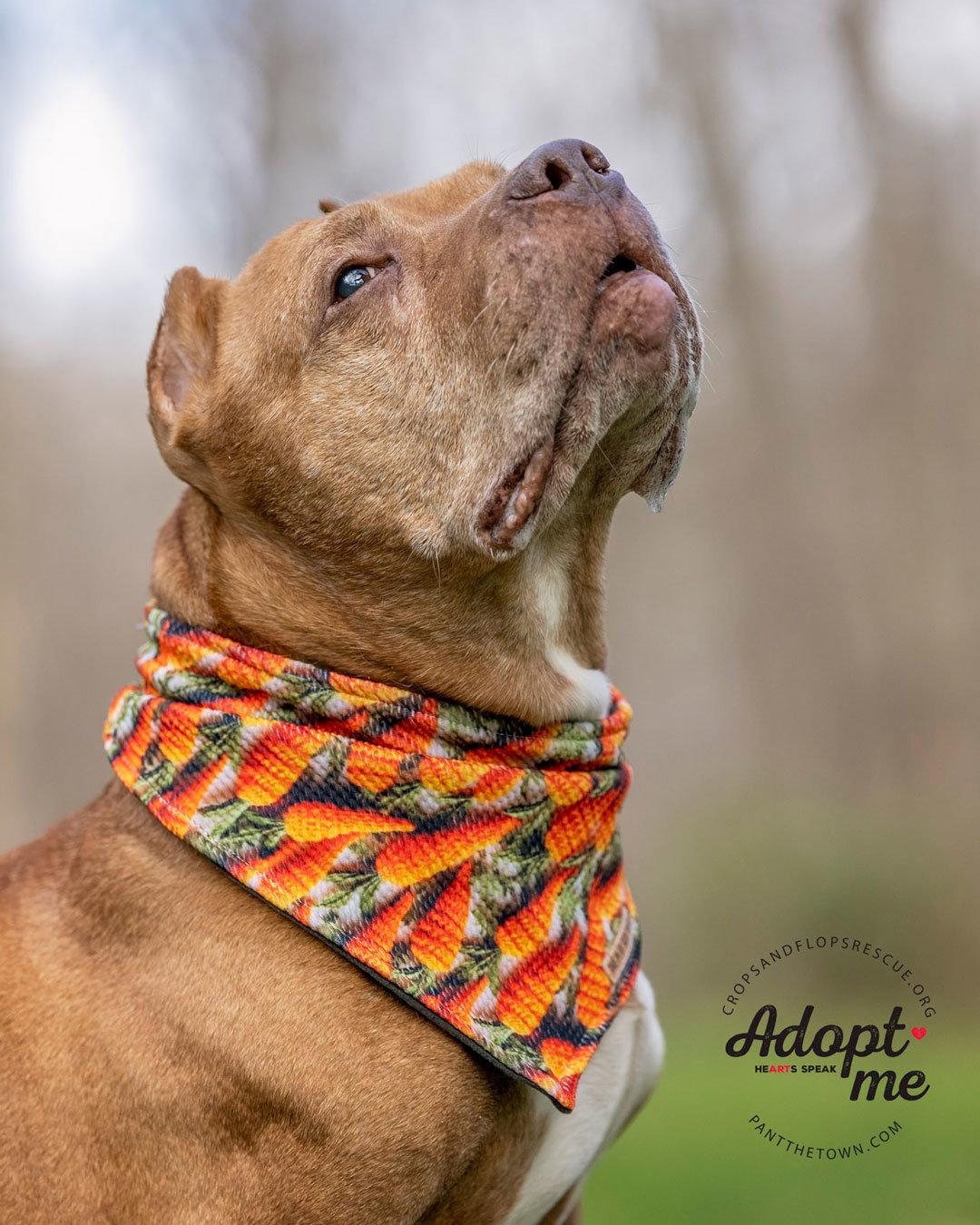 Mr. Wonderful, a Adoptable Pit Bull Terrier in Sudbury, MA image 2/3