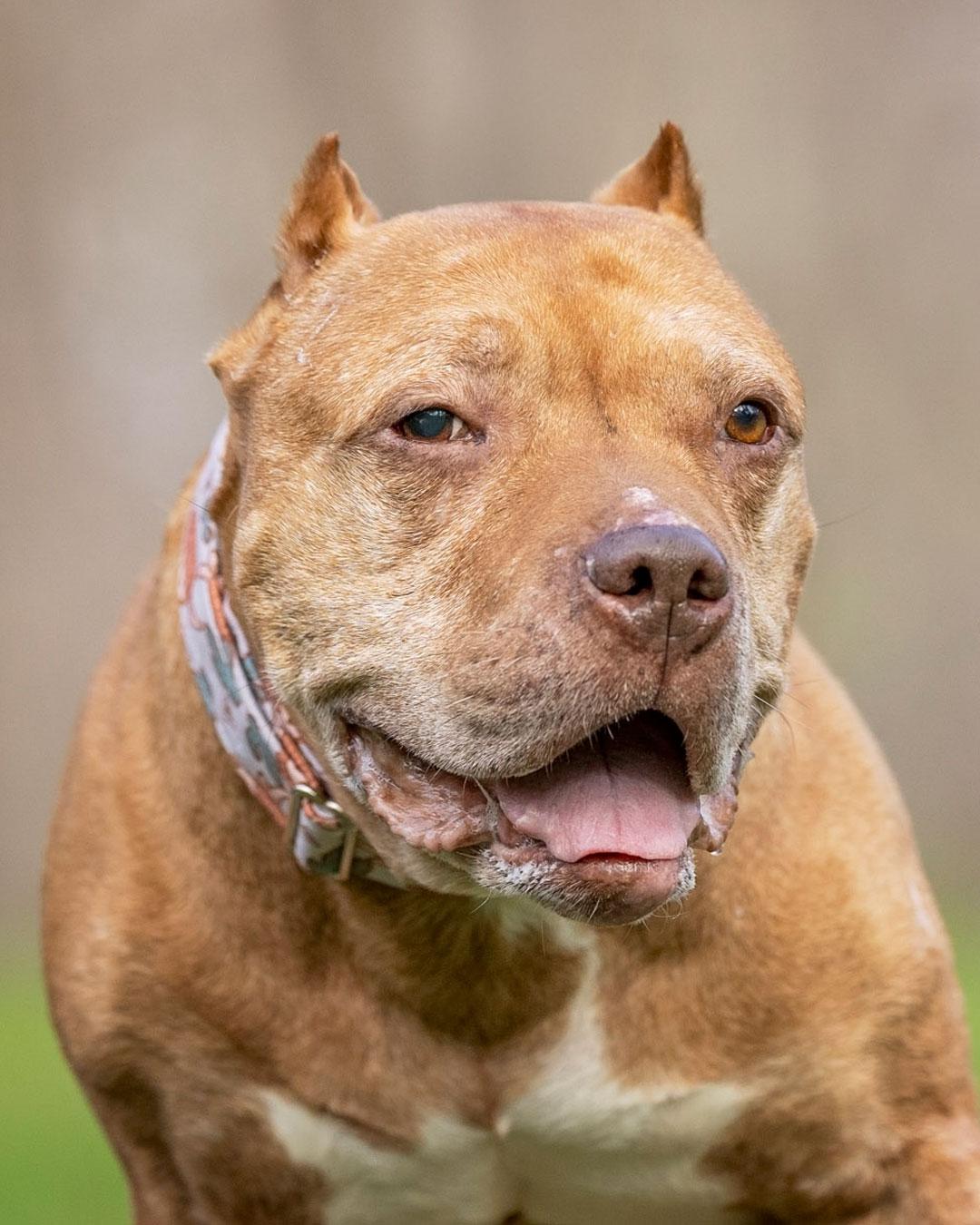 Mr. Wonderful, a Adoptable Pit Bull Terrier in Sudbury, MA image 3/3