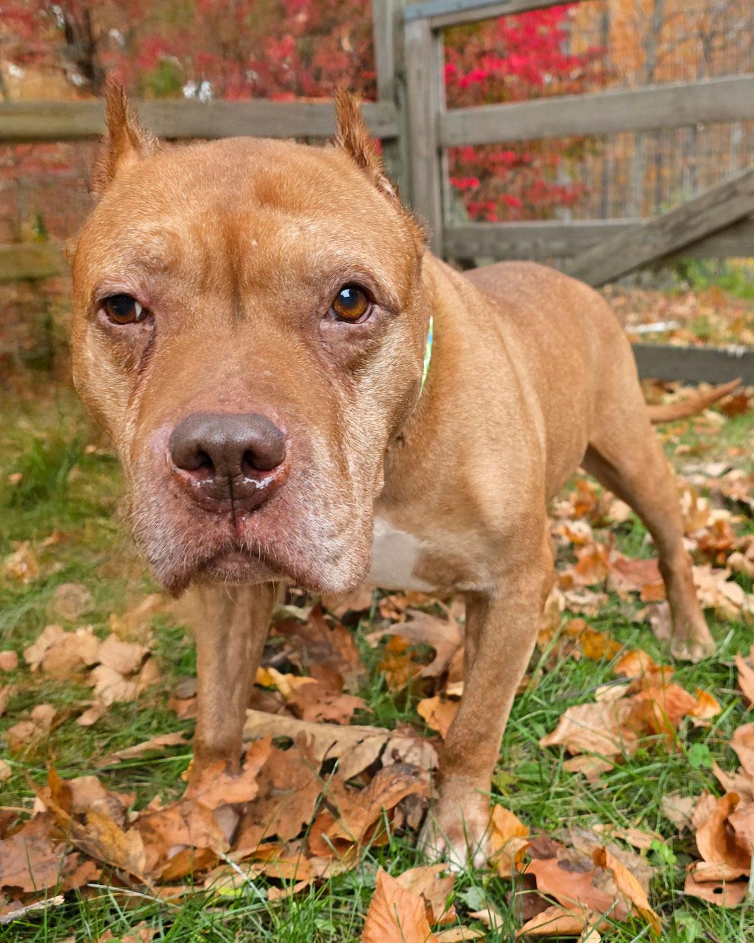 Enlarge Mr. Wonderful, a Adoptable Pit Bull Terrier in Sudbury, MA image 1/3