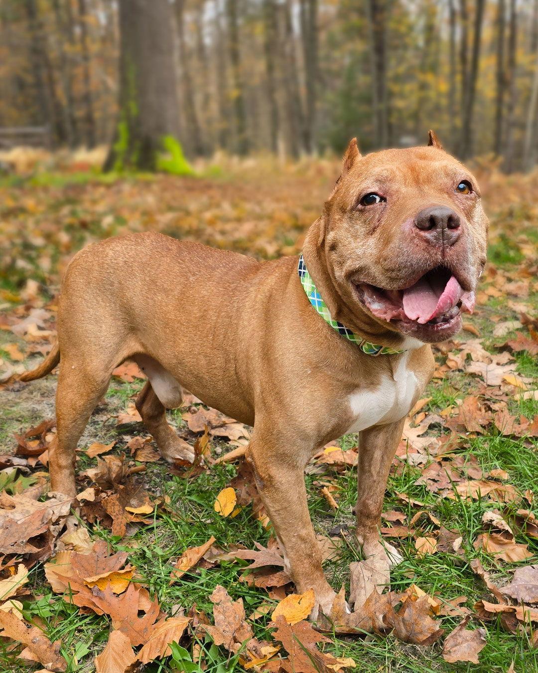 Enlarge Mr. Wonderful, a Adoptable Pit Bull Terrier in Westminster, MA image 2/3