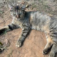 Enlarge Cantina Crispy Taco, a Adoptable Domestic Short Hair in Boerne, TX image 1/1