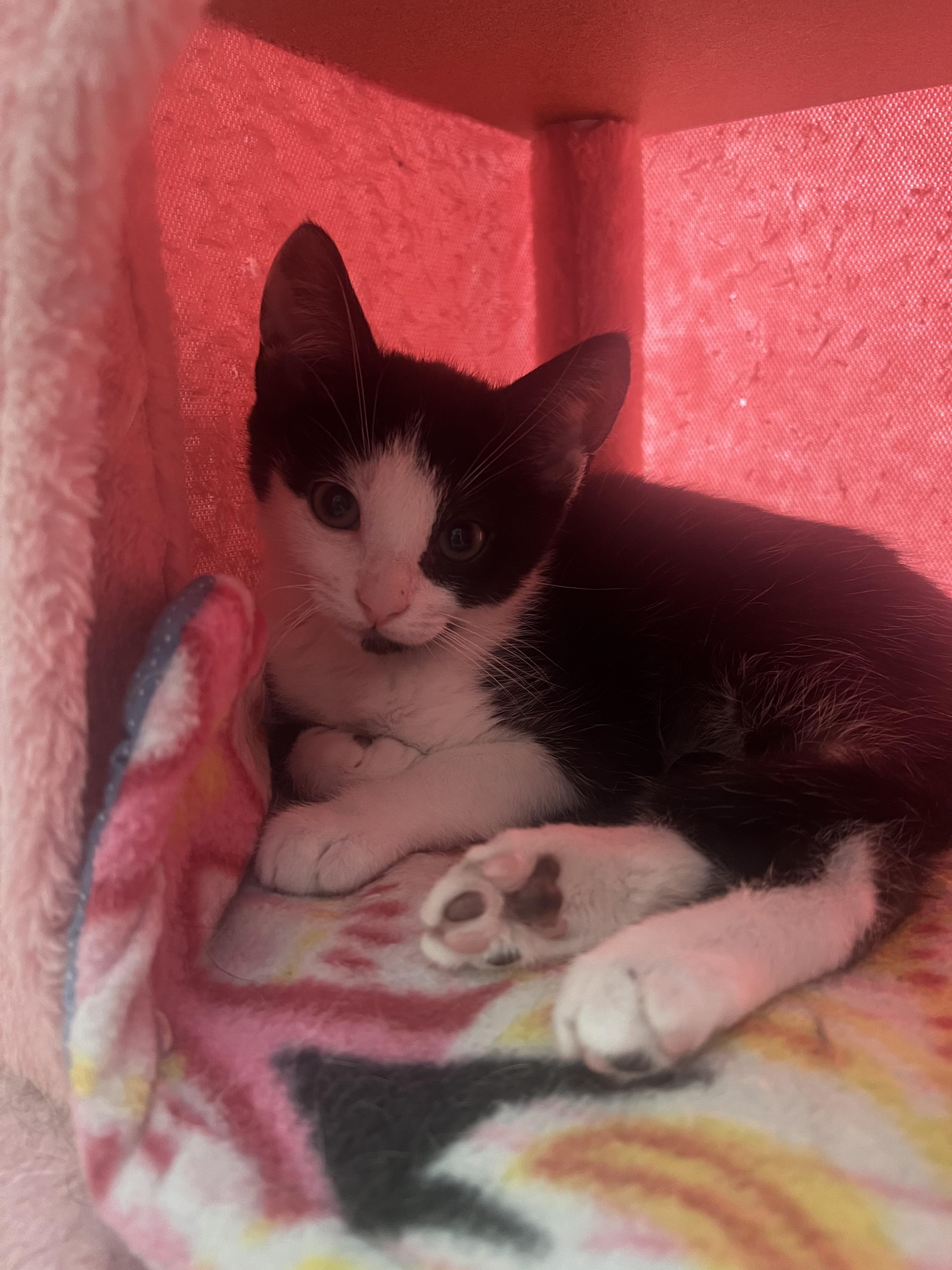 Cosmo, ADOPTABLE, Kitten Male American Shorthair.