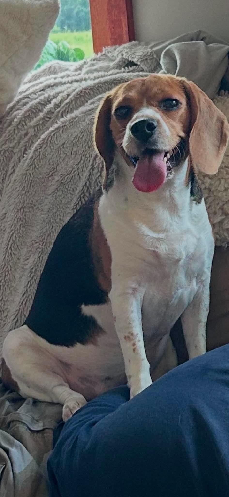 Enlarge Bella, a ADOPTABLE Beagle in Winnipeg, MB image 2/4