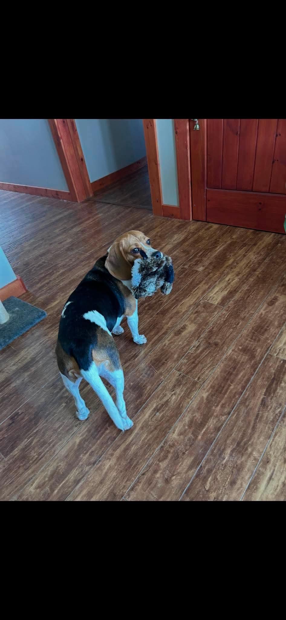 Enlarge Bella, a ADOPTABLE Beagle in Winnipeg, MB image 4/4