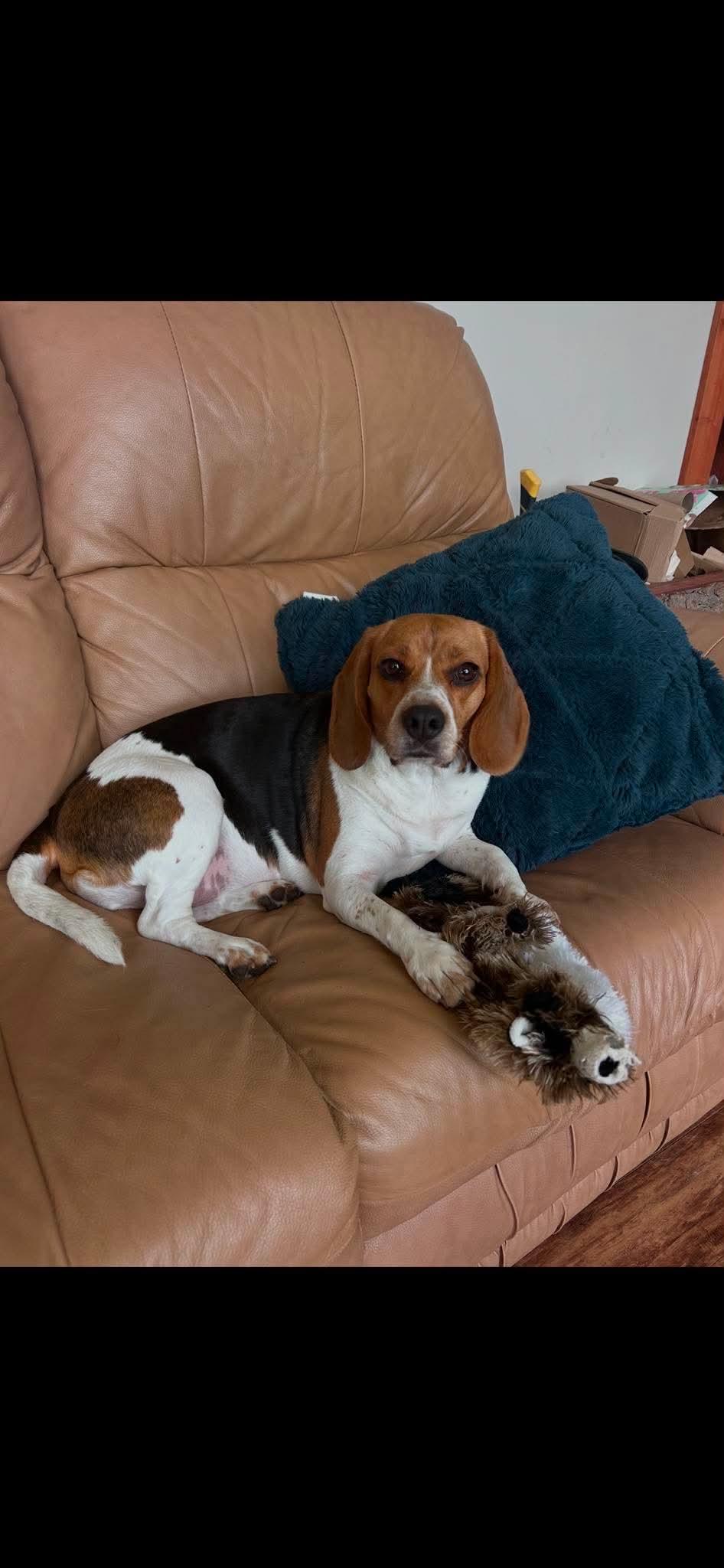Enlarge Bella, a ADOPTABLE Beagle in Winnipeg, MB image 3/4