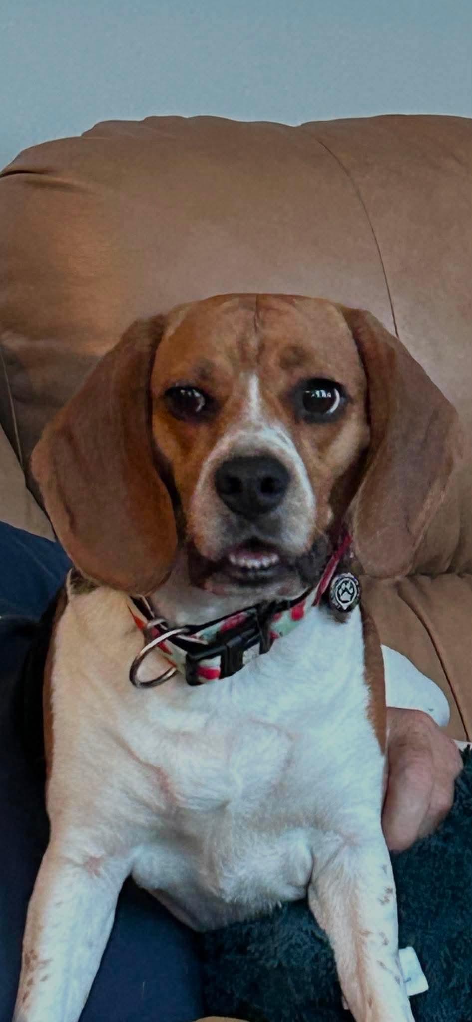 Enlarge Bella, a ADOPTABLE Beagle in Winnipeg, MB image 1/4
