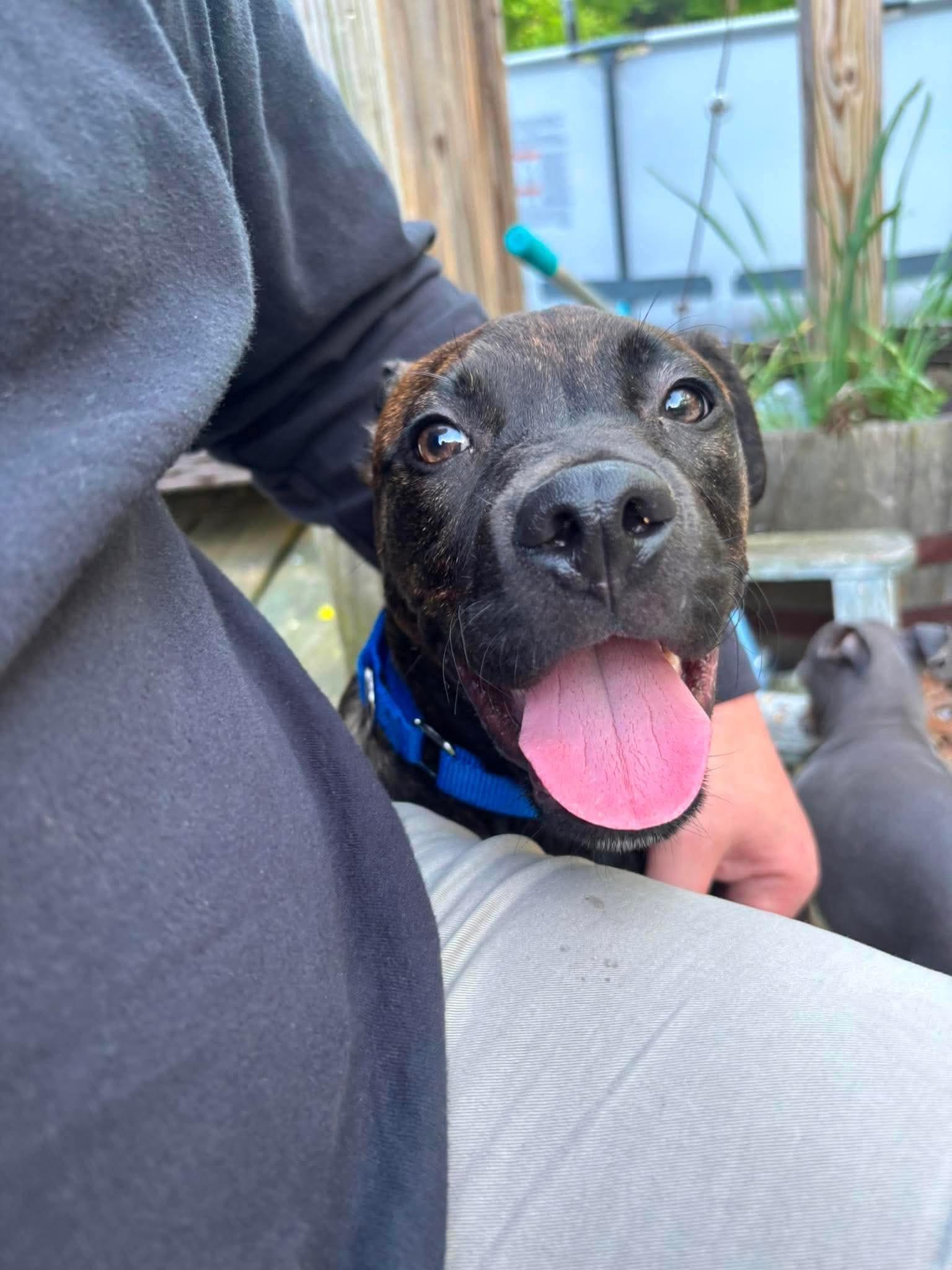 Tanner, a ADOPTABLE mixed breed in Griswold, CT image 3/3