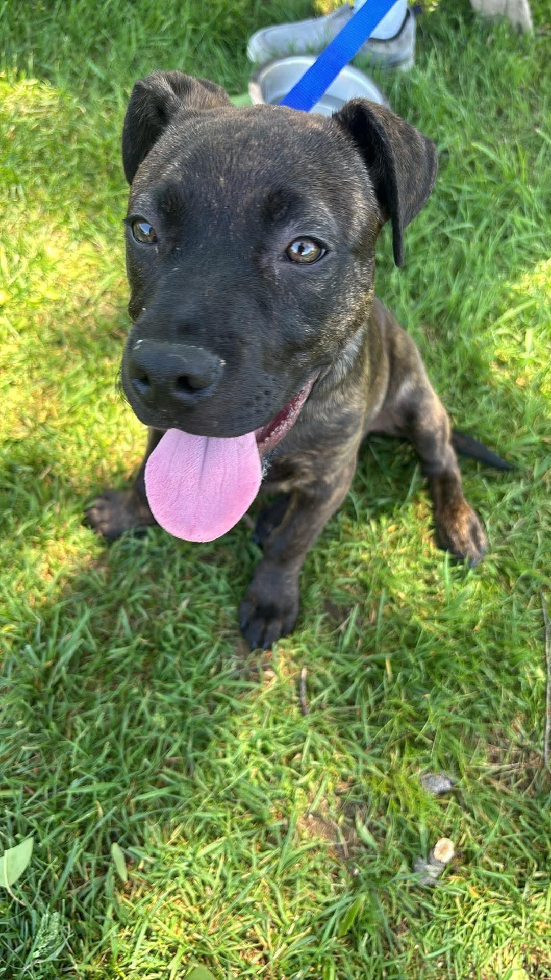 Tanner, a ADOPTABLE mixed breed in Griswold, CT image 1/3