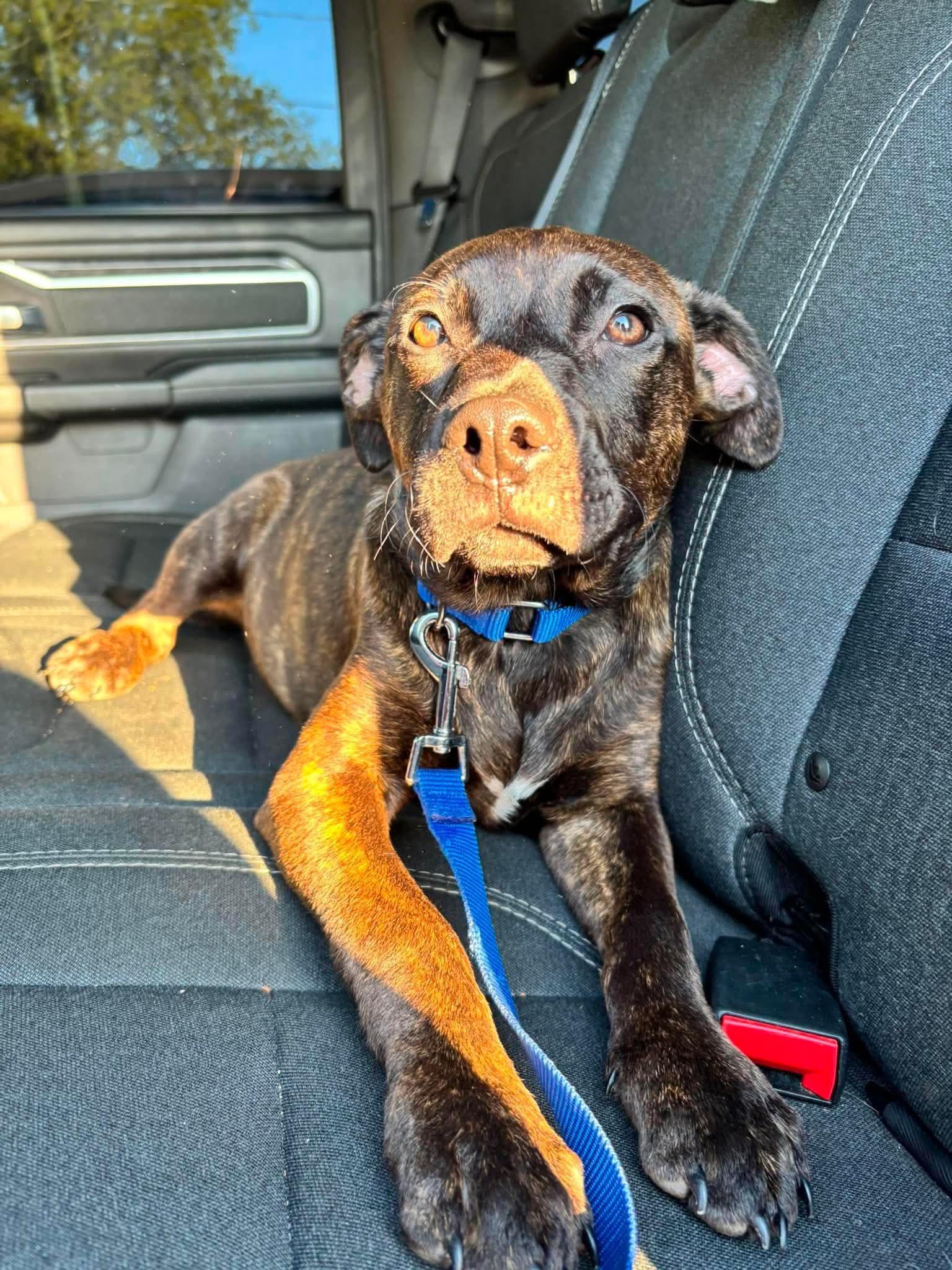 Tanner, a ADOPTABLE mixed breed in Griswold, CT image 2/3