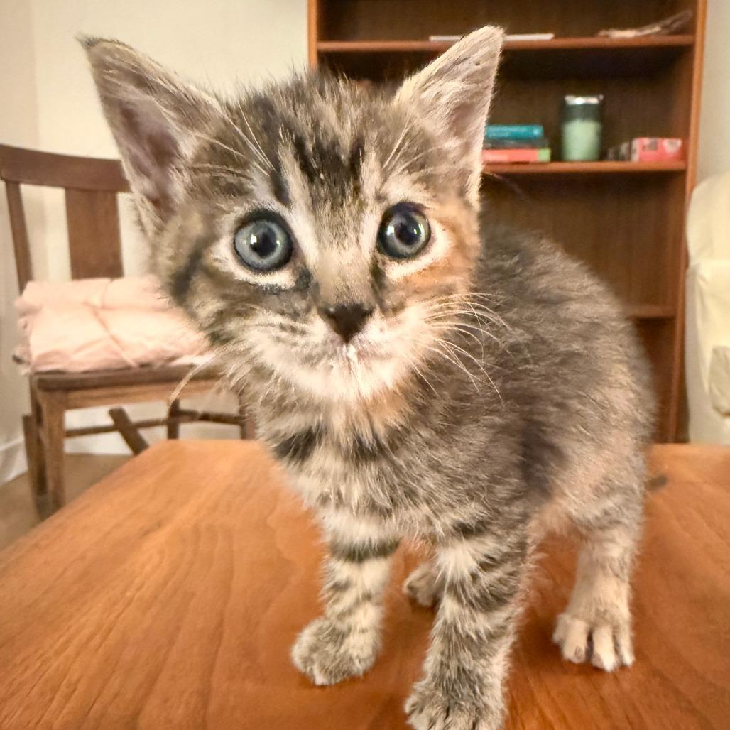 Eclipse, a Adoptable Domestic Short Hair in Hailey, ID image 1/3