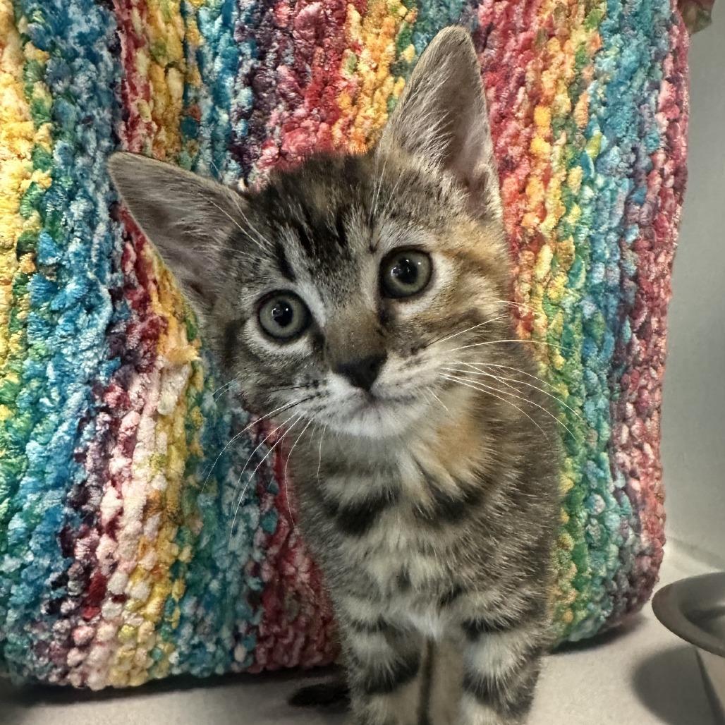 Eclipse, a Adoptable Domestic Short Hair in Hailey, ID image 2/3