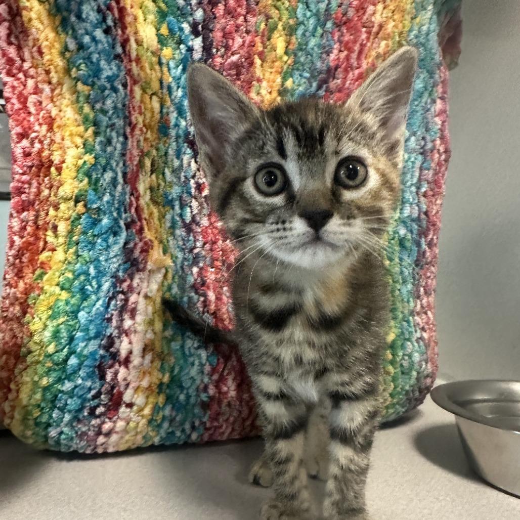 Eclipse, a Adoptable Domestic Short Hair in Hailey, ID image 3/3