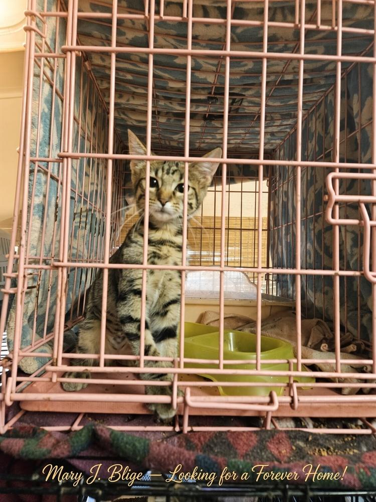 Enlarge Cute Kitties For Adoption Michael Jackson Melissa Ethridge Madonna Mary J Blige, a Adoptable mixed breed in San Antonio, TX image 1/5