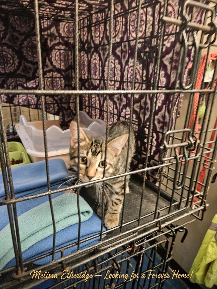 Enlarge Cute Kitties For Adoption Michael Jackson Melissa Ethridge Madonna Mary J Blige, a Adoptable mixed breed in San Antonio, TX image 2/5