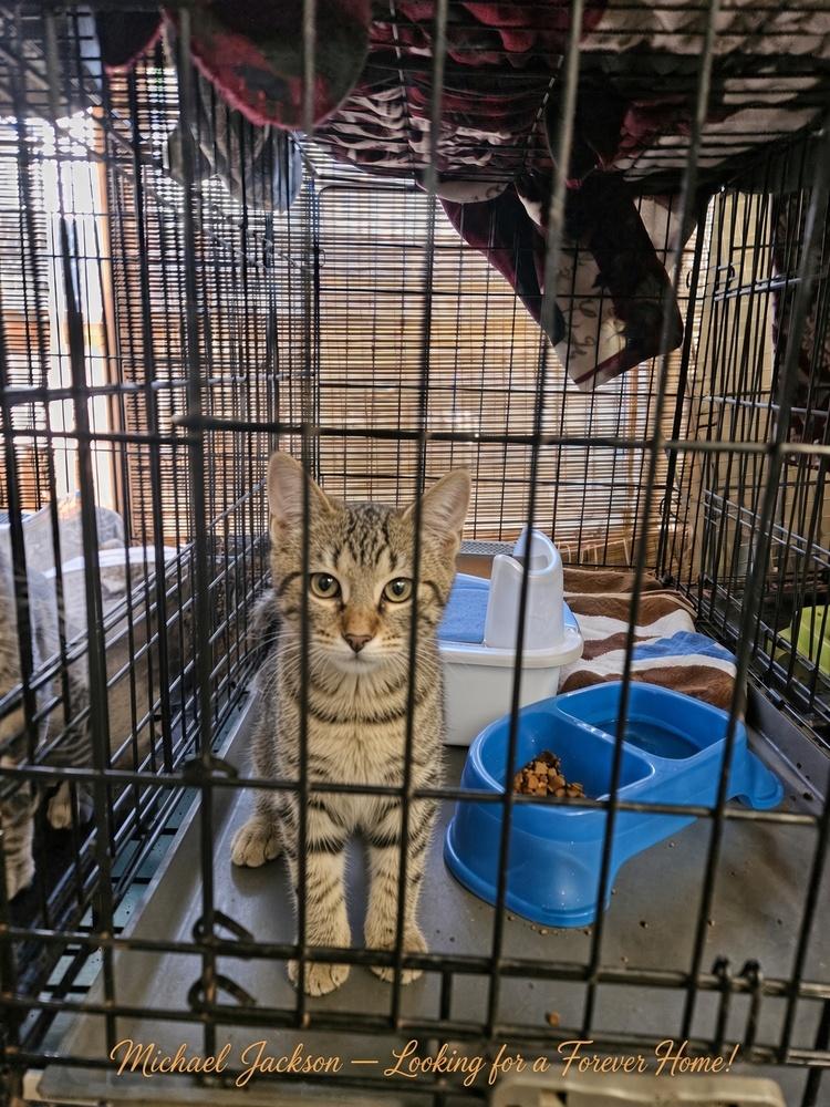 Enlarge Cute Kitties For Adoption Michael Jackson Melissa Ethridge Madonna Mary J Blige, a Adoptable mixed breed in San Antonio, TX image 3/5