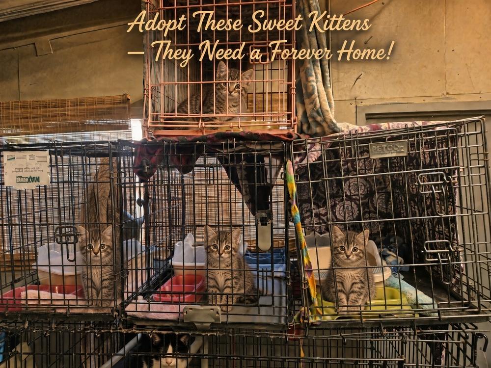 Enlarge Cute Kitties For Adoption Michael Jackson Melissa Ethridge Madonna Mary J Blige, a Adoptable mixed breed in San Antonio, TX image 4/5