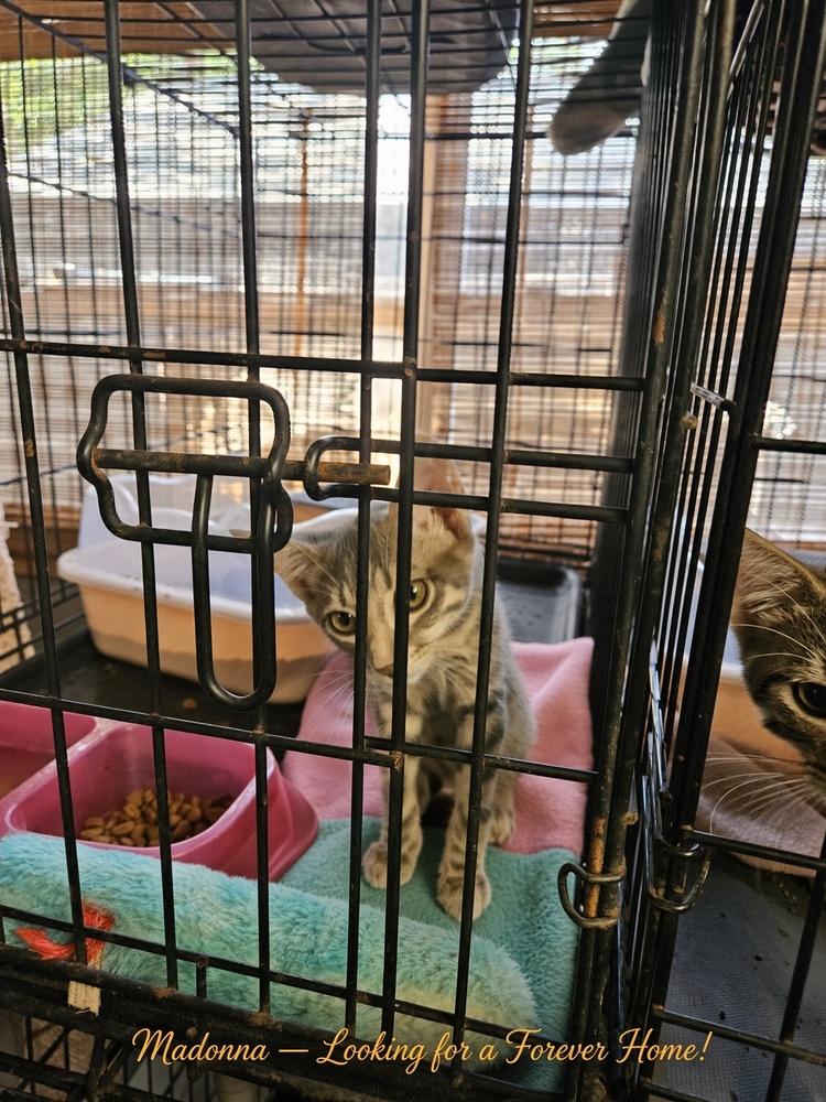 Enlarge Cute Kitties For Adoption Michael Jackson Melissa Ethridge Madonna Mary J Blige, a Adoptable mixed breed in San Antonio, TX image 5/5