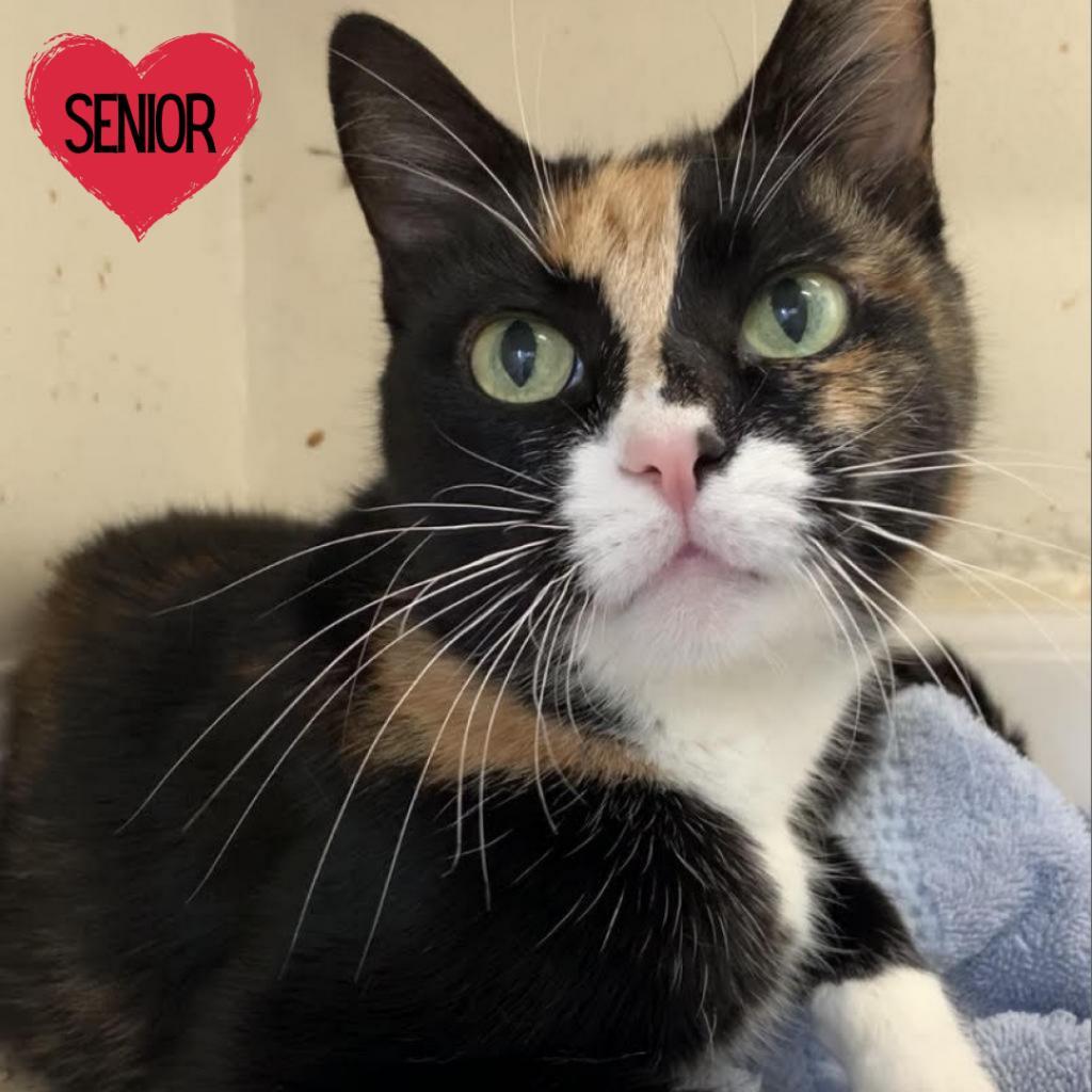 Enlarge Mitts, a Adoptable Domestic Short Hair in North Hollywood, CA image 1/5