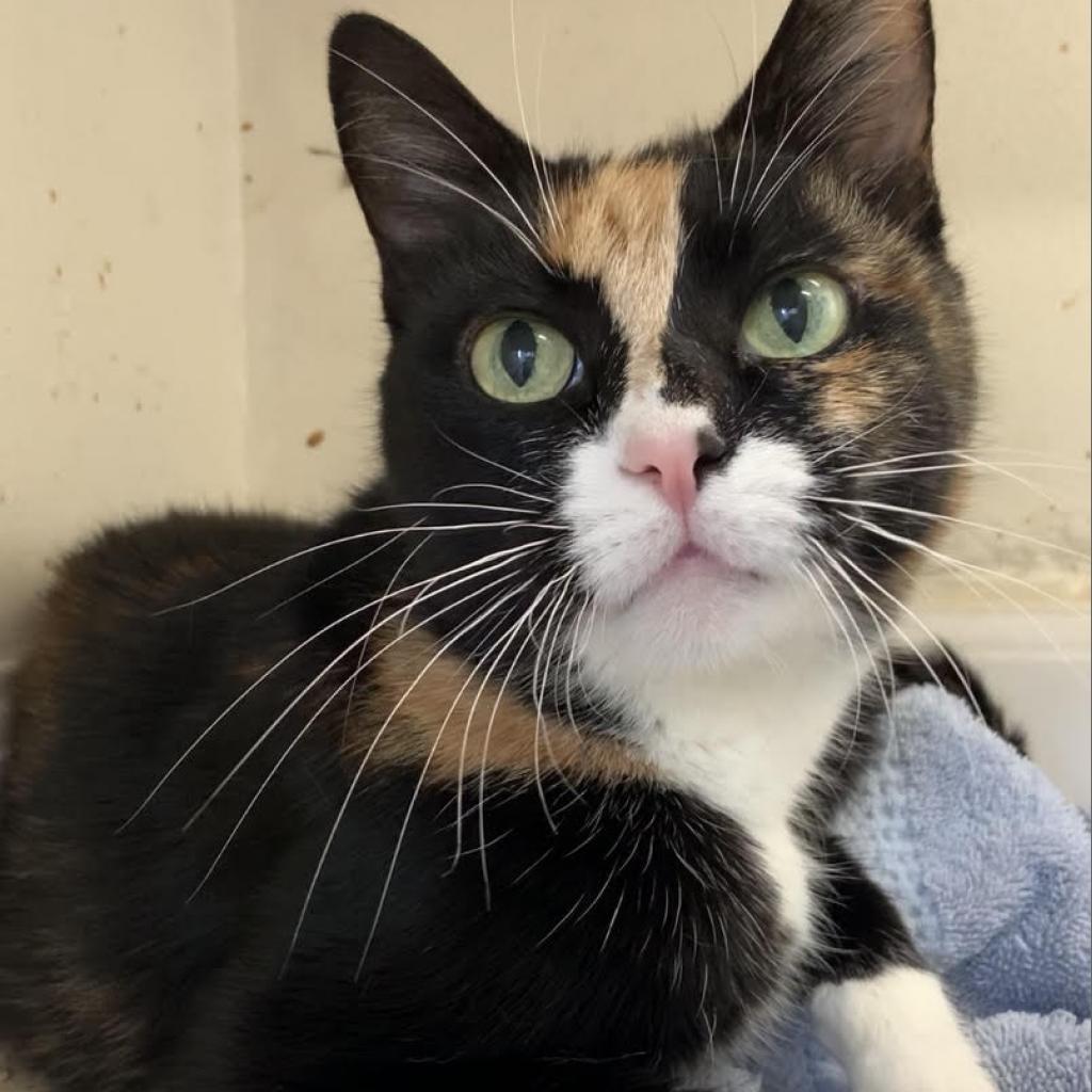 Enlarge Mitts, a Adoptable Domestic Short Hair in North Hollywood, CA image 2/5