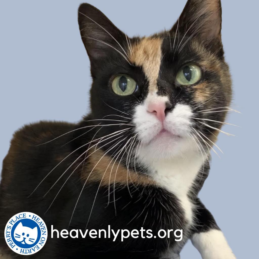 Enlarge Mitts, a Adoptable Domestic Short Hair in North Hollywood, CA image 3/5