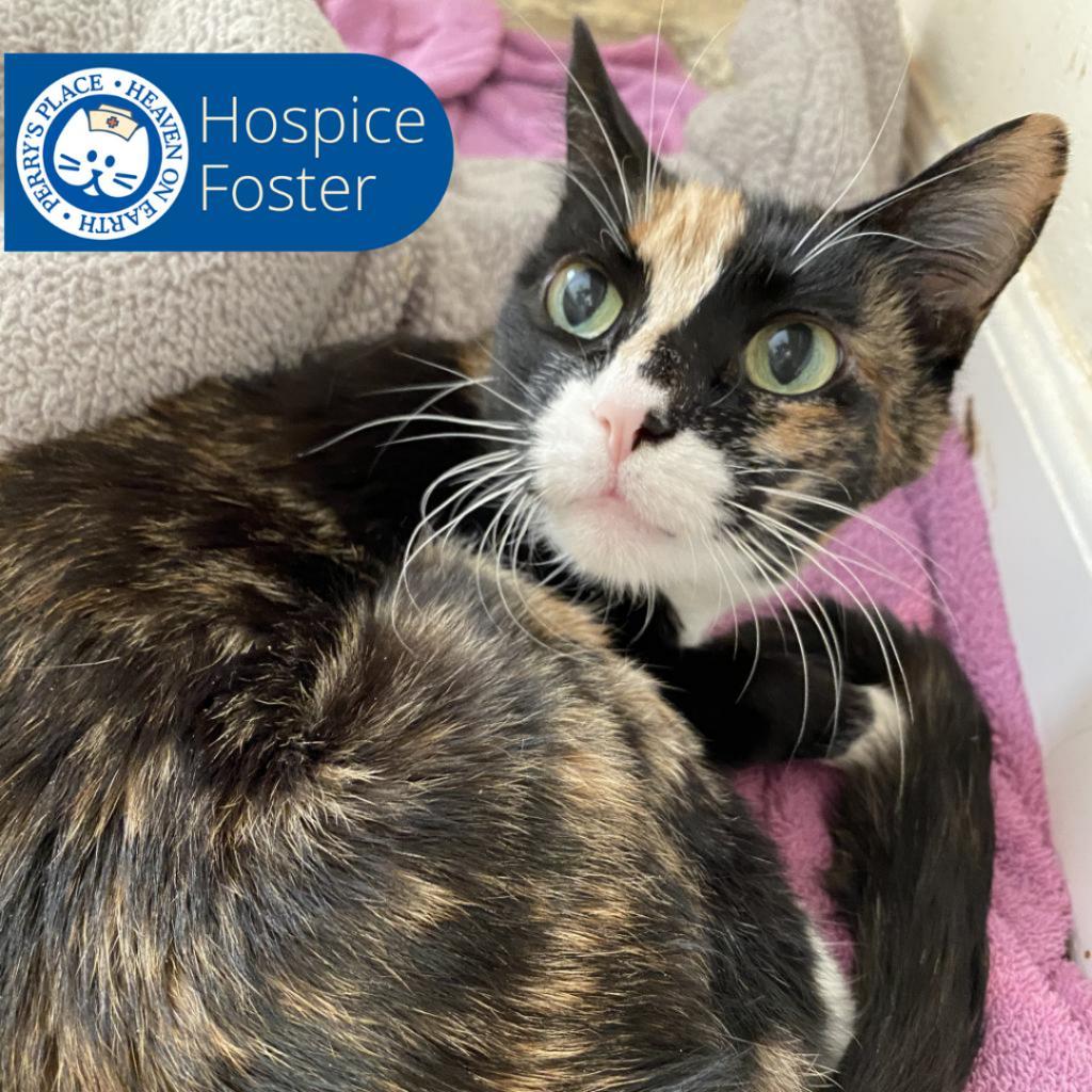 Enlarge Mitts, a Adoptable Domestic Short Hair in North Hollywood, CA image 4/5