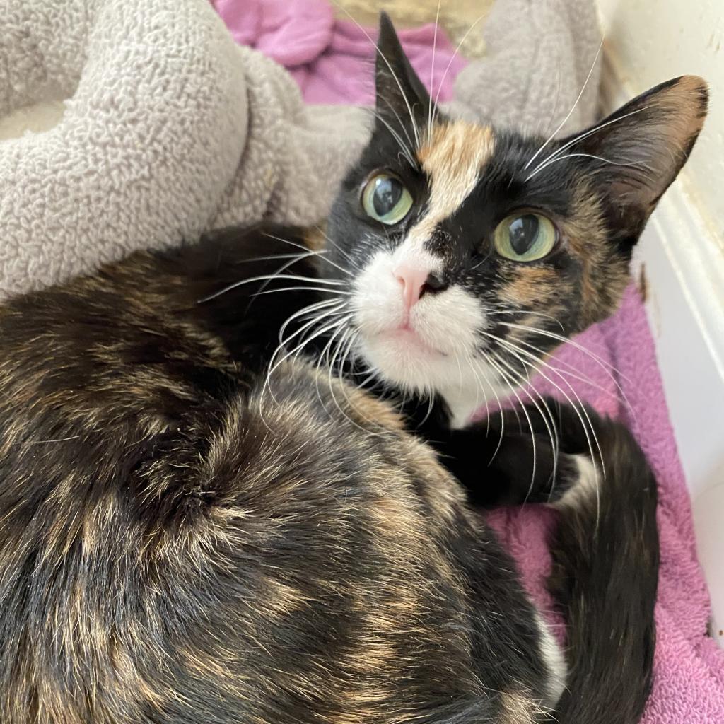 Enlarge Mitts, a Adoptable Domestic Short Hair in North Hollywood, CA image 5/5