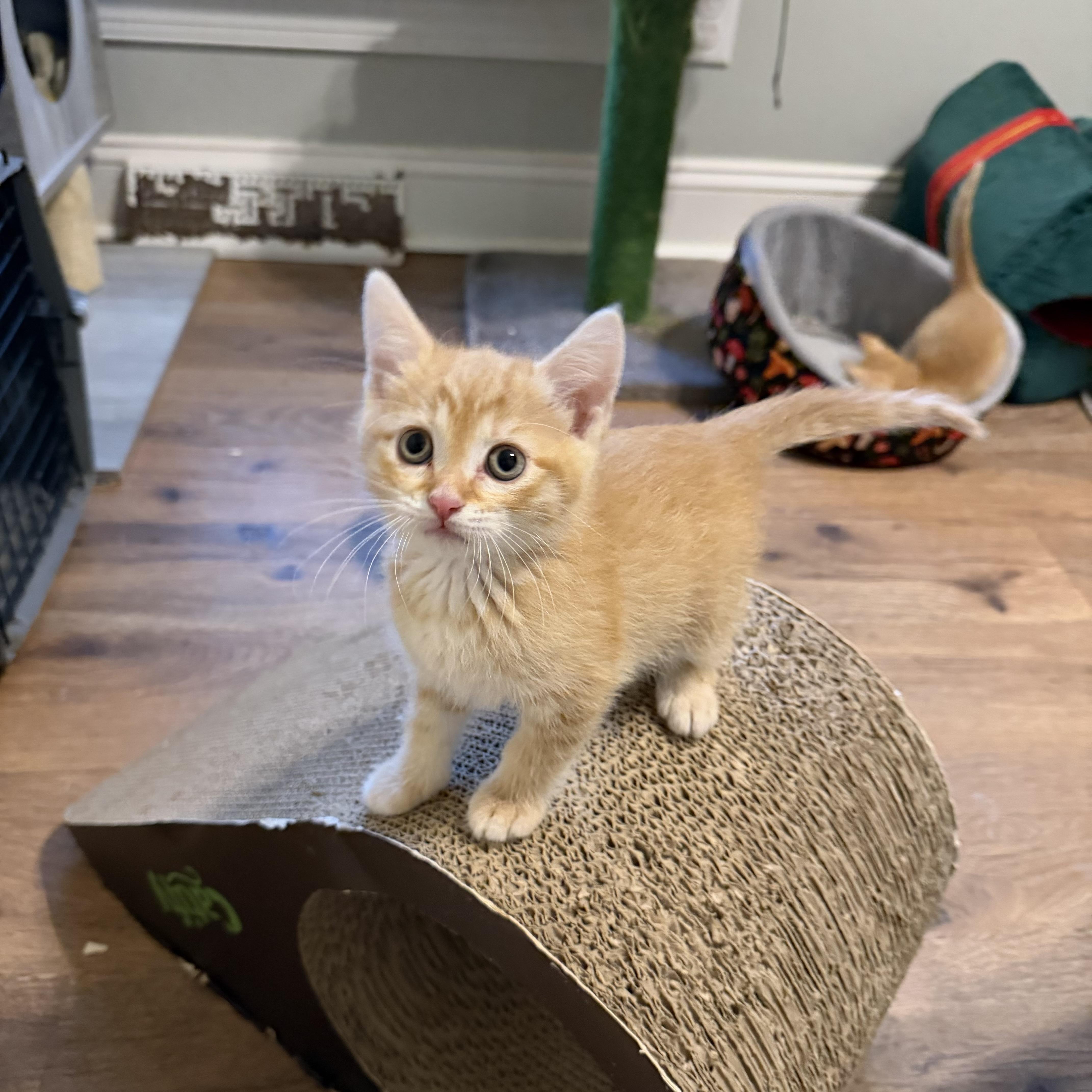 Peaches, an adopted Domestic Short Hair in Bethel , CT image 1/5