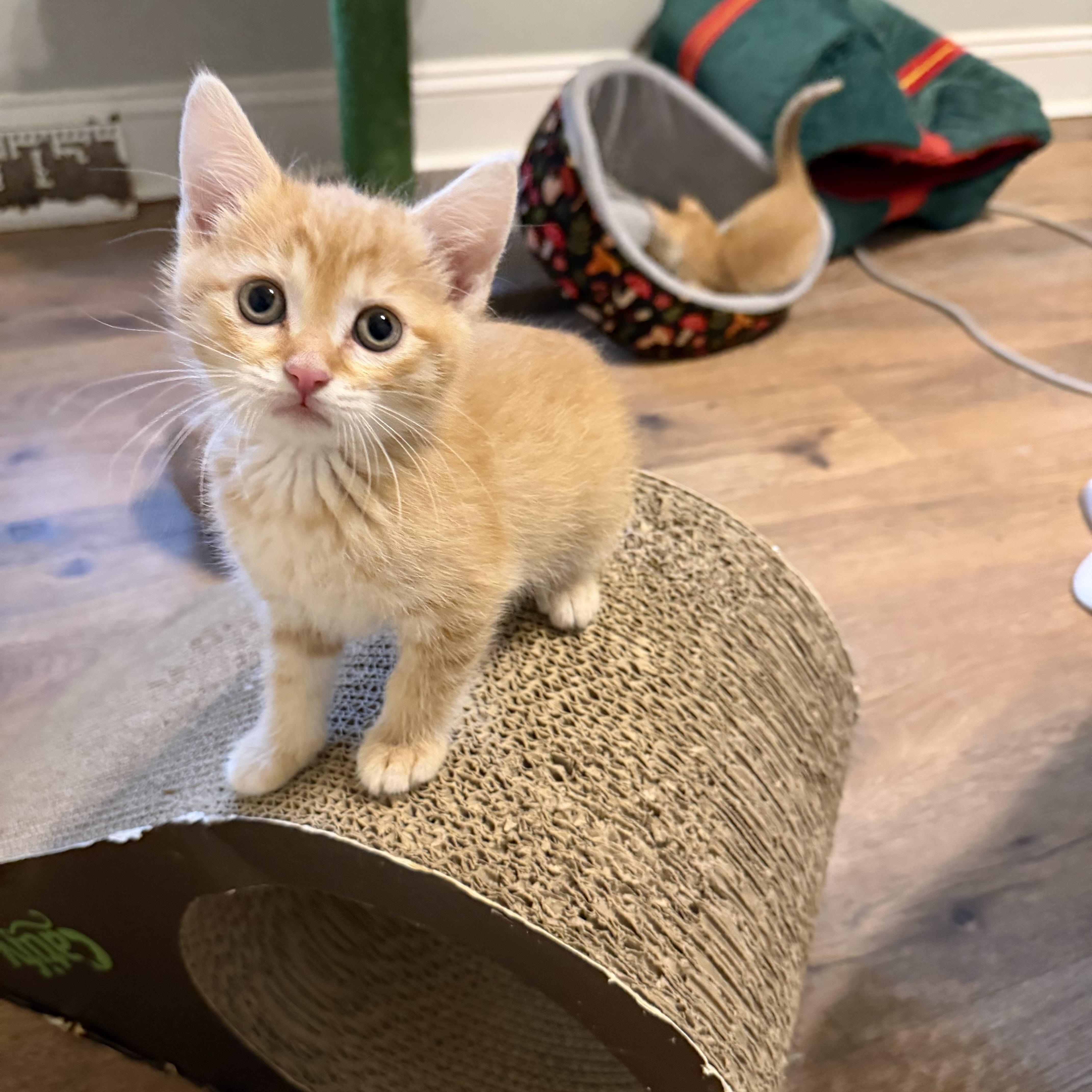 Peaches, an adopted Domestic Short Hair in Bethel , CT image 3/5