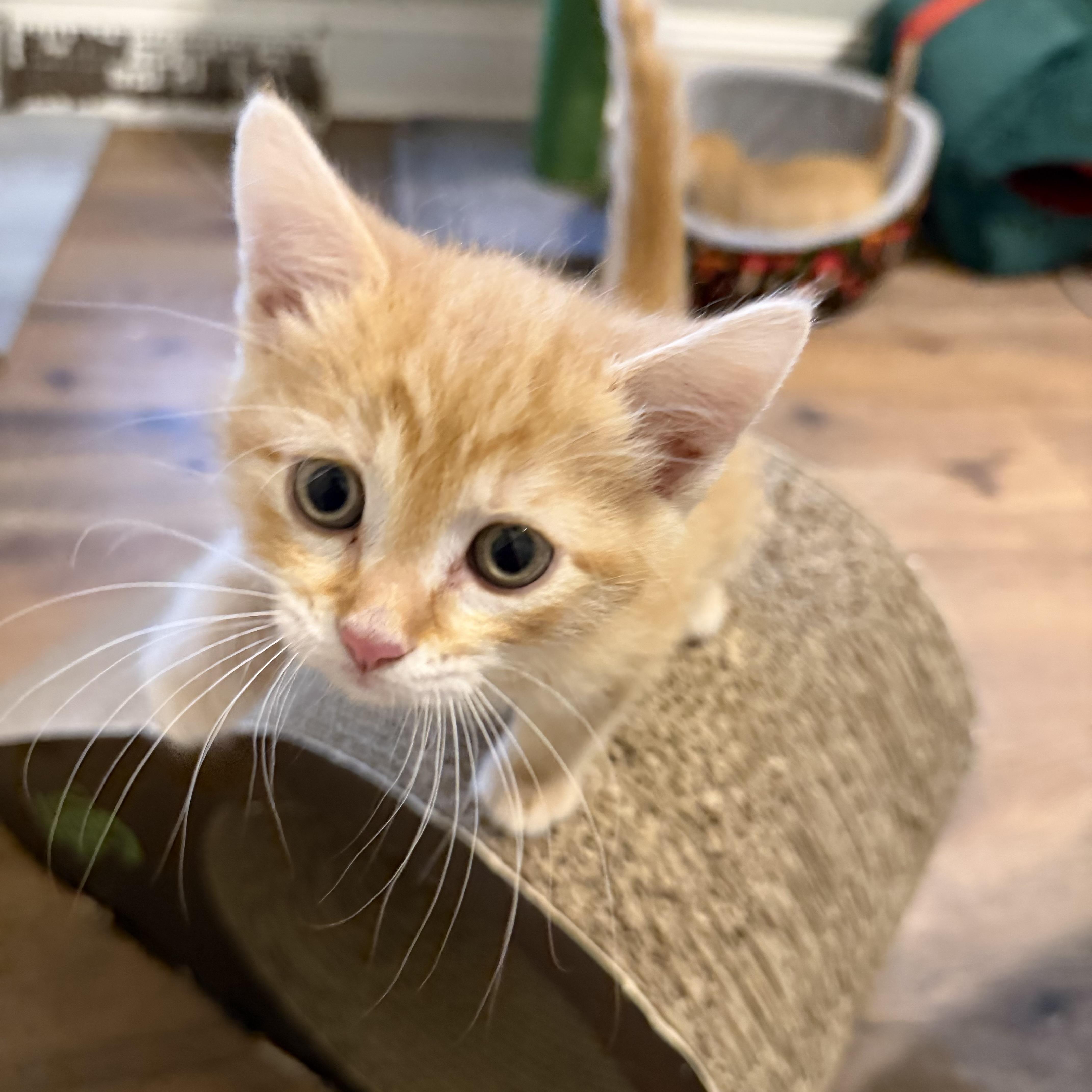 Peaches, an adopted Domestic Short Hair in Bethel , CT image 2/5