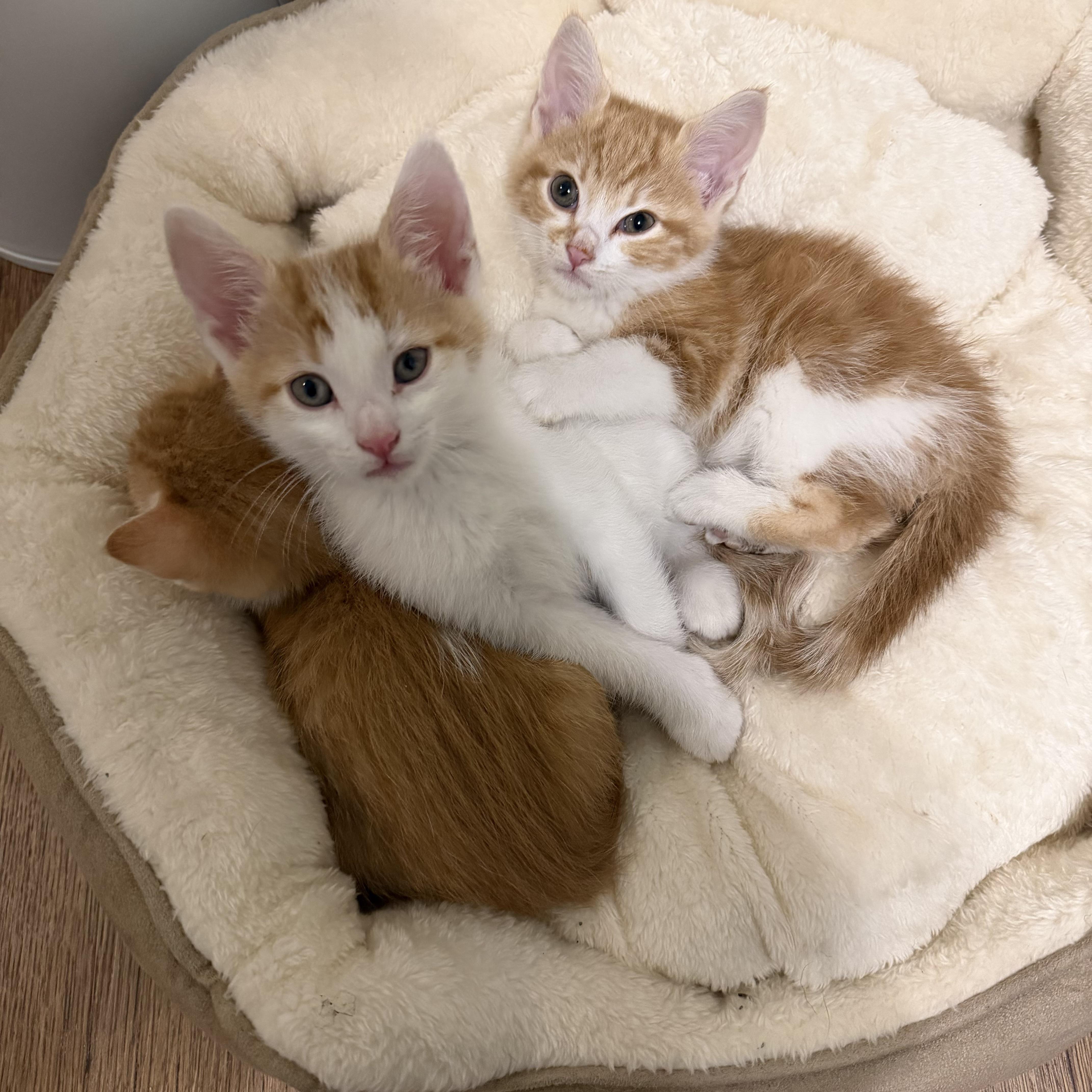 Peaches, an adopted Domestic Short Hair in Bethel , CT image 5/5