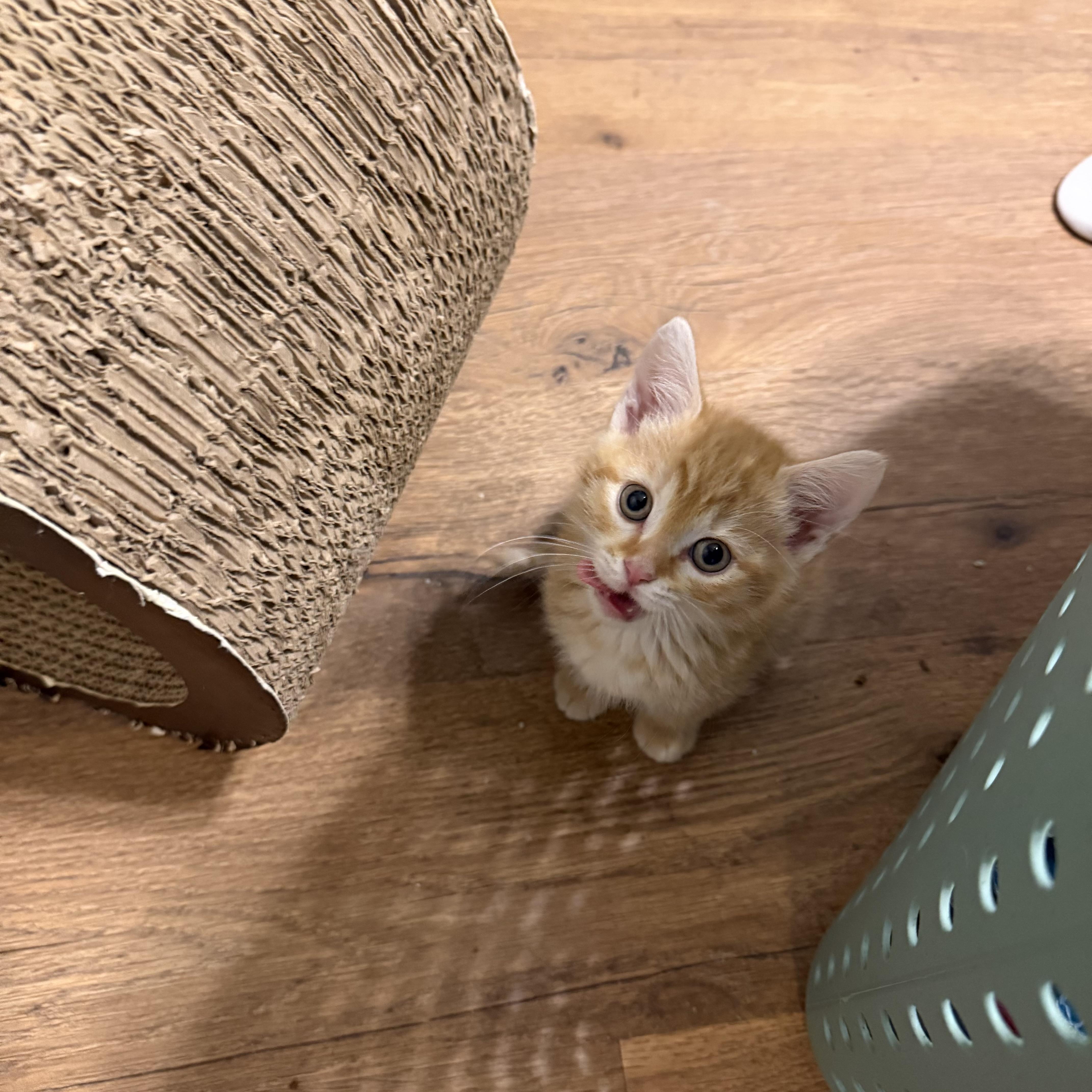 Peaches, an adopted Domestic Short Hair in Bethel , CT image 4/5