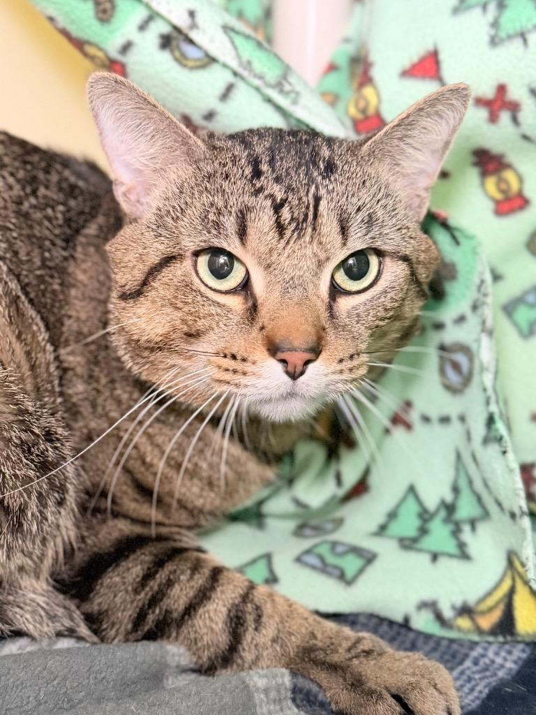 Zyrtec, Adoptable, Adult Male Domestic Short Hair.