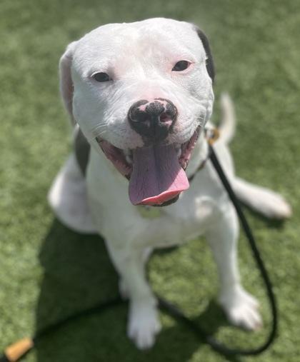 Sid, ADOPTABLE, Young Male Mixed Breed.