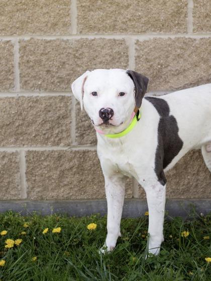 Sid, a ADOPTABLE Mixed Breed in Hamilton, OH image 2/3