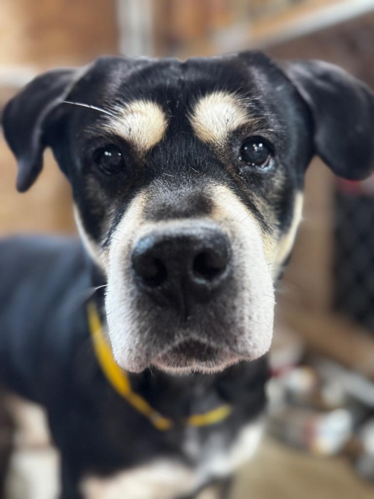 Dipstick, Adoptable, Adult Male Mixed Breed.