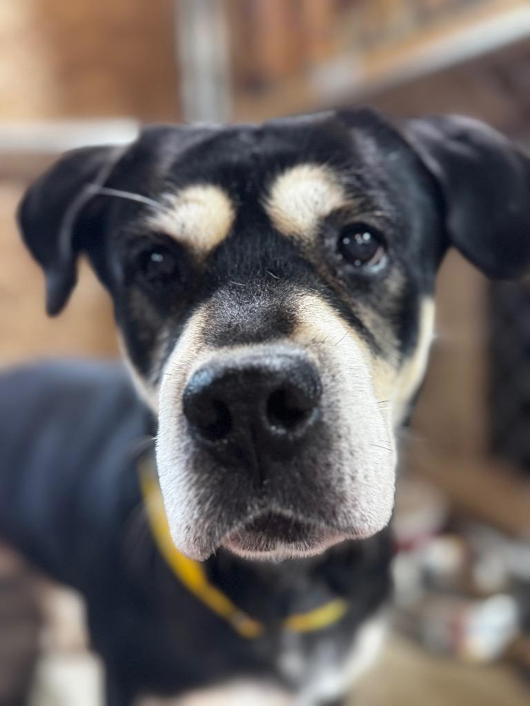 Enlarge Dipstick, a Adoptable mixed breed in Charlotte, MI image 2/3
