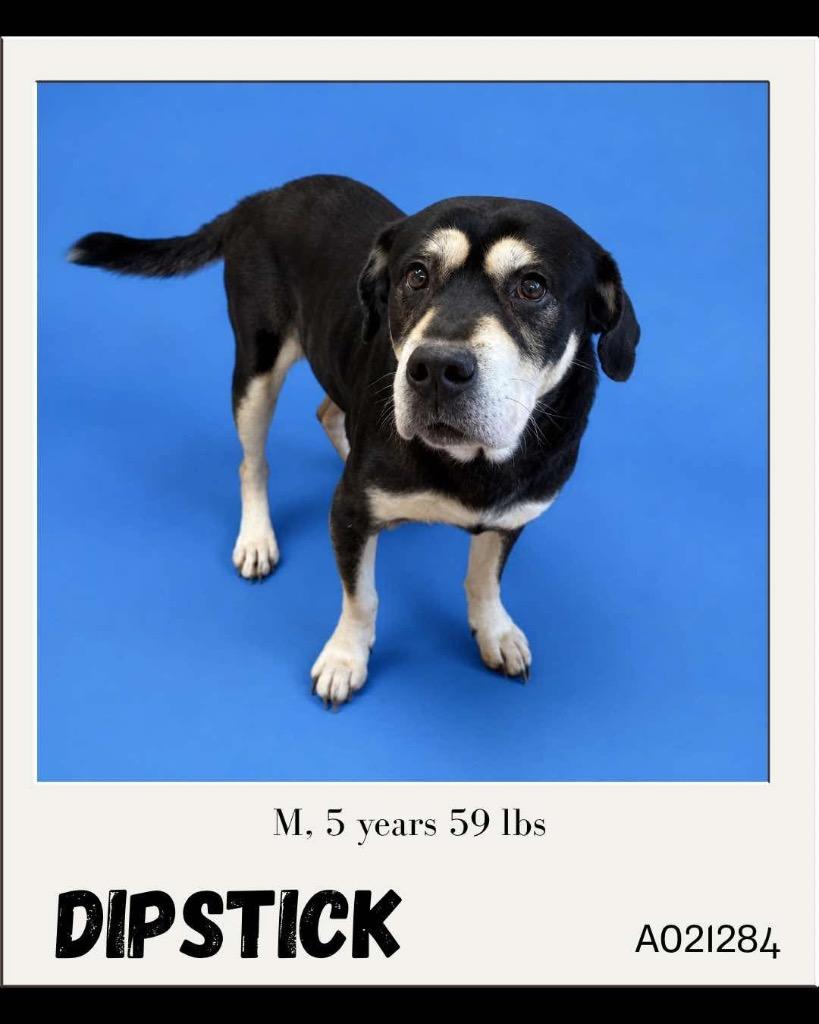 Enlarge Dipstick, a Adoptable mixed breed in Charlotte, MI image 3/3