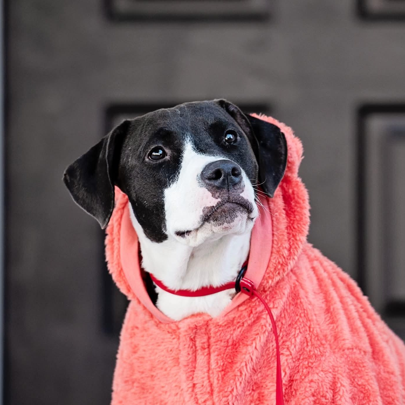 Enlarge Honey, an adopted mixed breed in Torrance, CA image 3/5